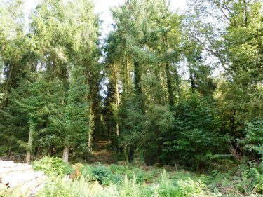 Terrains de loisirs bois etangs a vendre Melrand 56310 Morbihan 13280 m2  21320 euros