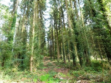 Terrains de loisirs bois etangs a vendre Melrand 56310 Morbihan 13280 m2  21320 euros