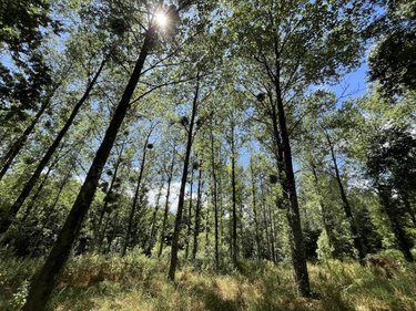 Maison a vendre La Forêt-Fouesnant 29940 Finistère 160 m2 7 pièces 637450 euros