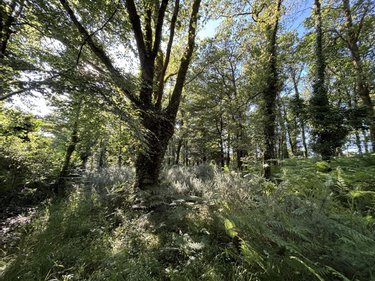 Terrains de loisirs bois etangs a vendre Plouay 56240 Morbihan 25540 m2  22000 euros