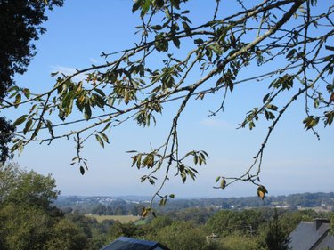 Maison a vendre Locminé 56500 Morbihan 110 m2 6 pièces 229360 euros