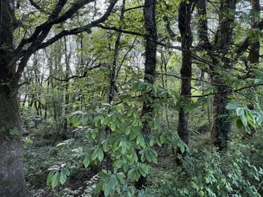 Terrains de loisirs bois etangs a vendre Merdrignac 22230 Côtes-d'Armor 19226 m2  64500 euros
