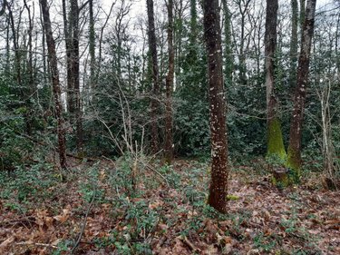 Terrains de loisirs bois etangs a vendre Étriché 49330 Maine-et-Loire 9080 m2  6890 euros