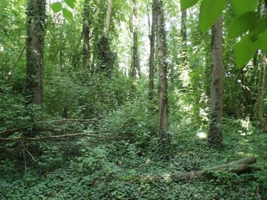 Terrains de loisirs bois etangs a vendre Diéval 62460 Pas-de-Calais 4103 m2  13000 euros