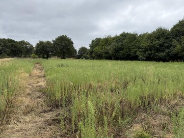 Terrain a batir a vendre Péaule 56130 Morbihan 430 m2  70250 euros