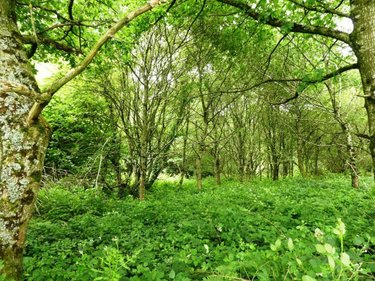 Terrains de loisirs bois etangs a vendre Locmalo 56160 Morbihan 5075 m2  2600 euros