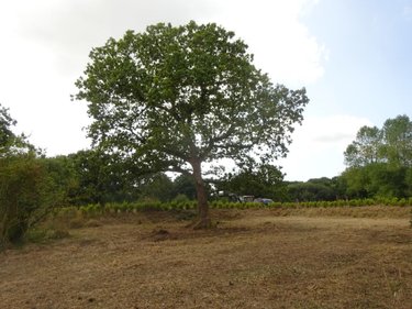 Divers a vendre Plouzané 29280 Finistère 1 m2  208400 euros