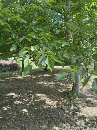 Terrains de loisirs bois etangs a vendre Parçay-sur-Vienne 37220 Indre-et-Loire 7760 m2  23600 euros