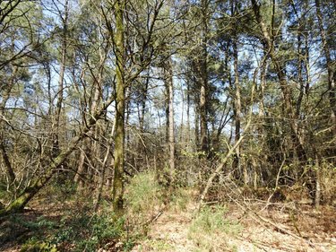 Terrains de loisirs bois etangs a vendre Réminiac 56140 Morbihan 7300 m2  10400 euros