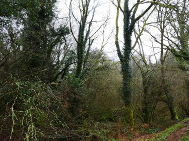 Terrains de loisirs bois etangs a vendre Saint-Tugdual 56540 Morbihan 13922 m2  10600 euros