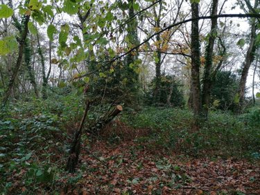 Divers a vendre La Celle-Saint-Avant 37160 Indre-et-Loire 3863 m2  13650 euros