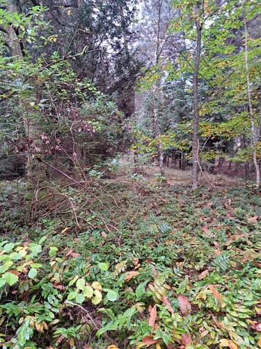 Terrains de loisirs bois etangs a vendre Arnage 72230 Sarthe 10000 m2  27000 euros