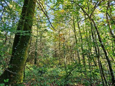 Terrains de loisirs bois etangs a vendre Ploërdut 56160 Morbihan 46997 m2  26650 euros