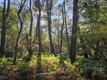 Terrains de loisirs bois etangs a vendre Locoal-Mendon 56550 Morbihan 5935 m2  10000 euros