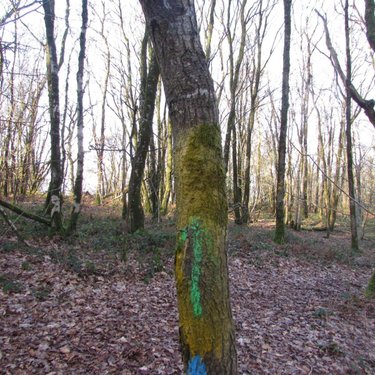 Terrains de loisirs bois etangs a vendre Saint-Vigor-des-Monts 50420 Manche 10923 m2  7800 euros