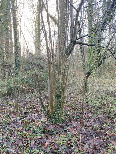 Terrains de loisirs bois etangs a vendre Aubigny-en-Artois 62690 Pas-de-Calais 1844 m2  21200 euros