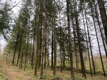 Terrains de loisirs bois etangs a vendre Champ-du-Boult 14380 Calvados 36976 m2  56710 euros