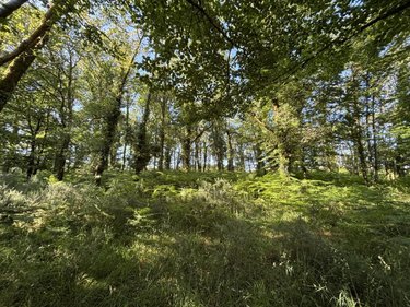 Terrains de loisirs bois etangs a vendre Plouay 56240 Morbihan 25540 m2  22000 euros