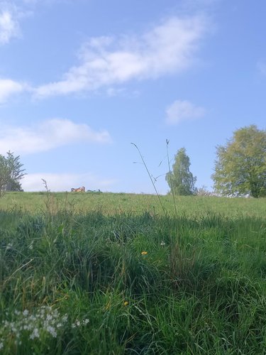 Terrain a batir a vendre Camors 56330 Morbihan 910 m2  76860 euros