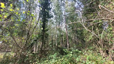 Terrains de loisirs bois etangs a vendre Précigné 72300 Sarthe 9000 m2  9000 euros