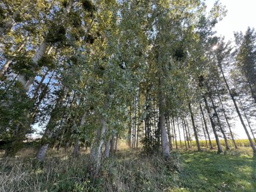 Terrains de loisirs bois etangs a vendre Caulnes 22350 Côtes-d'Armor 17094 m2  53490 euros