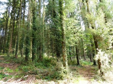 Terrains de loisirs bois etangs a vendre Melrand 56310 Morbihan 13280 m2  21320 euros
