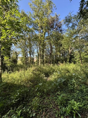 Terrains de loisirs bois etangs a vendre Plouay 56240 Morbihan 25540 m2  22000 euros