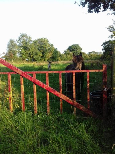 Terrains de loisirs bois etangs a vendre La Pernelle 50630 Manche 4760 m2  13200 euros
