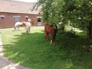 Maison a vendre Aumerval 62550 Pas-de-Calais 116 m2 5 pièces 260000 euros