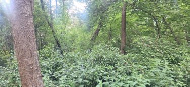 Terrain a batir a vendre Torcé-en-Vallée 72110 Sarthe 6950 m2  28200 euros
