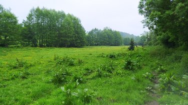Terrain a batir a vendre Tinchebray Bocage 61800 Orne 19903 m2  24500 euros