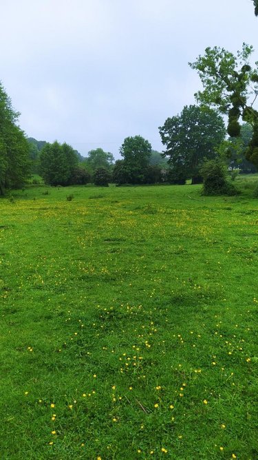 Terrain a batir a vendre Tinchebray Bocage 61800 Orne 19903 m2  24500 euros