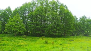 Terrain a batir a vendre Tinchebray Bocage 61800 Orne 19903 m2  24500 euros