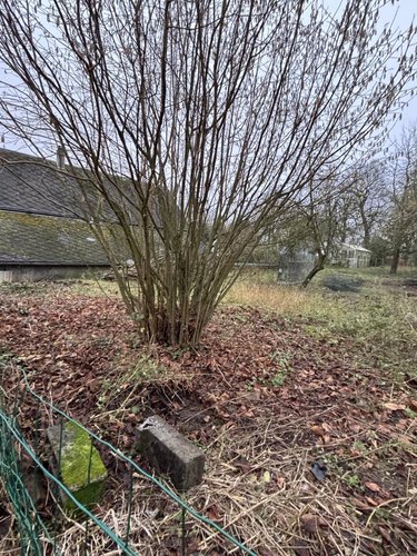 Terrain a batir a vendre Mailly-Maillet 80560 Somme 1038 m2  32000 euros