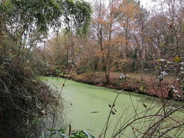 Divers a vendre La Celle-Saint-Avant 37160 Indre-et-Loire 3863 m2  13650 euros