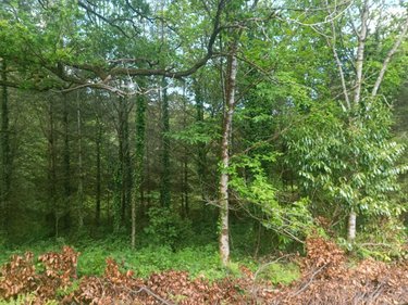 Terrains de loisirs bois etangs a vendre Malguénac 56300 Morbihan 2857 m2  6400 euros