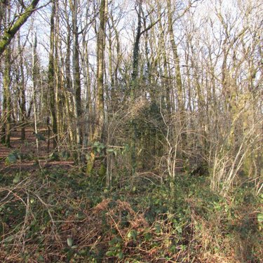 Terrains de loisirs bois etangs a vendre Saint-Vigor-des-Monts 50420 Manche 10923 m2  7800 euros