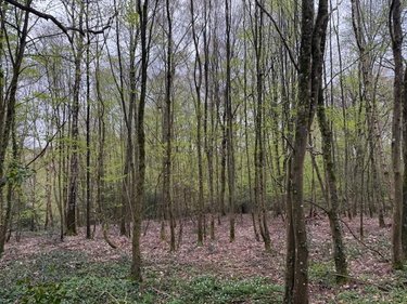 Terrains de loisirs bois etangs a vendre Fumichon 14590 Calvados 17939 m2  19500 euros