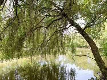 Maison a vendre Pacé 35740 Ille-et-Vilaine 256 m2 8 pièces 759150 euros