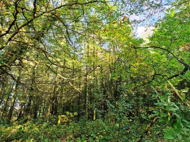 Terrains de loisirs bois etangs a vendre Ploërdut 56160 Morbihan 46997 m2  26650 euros