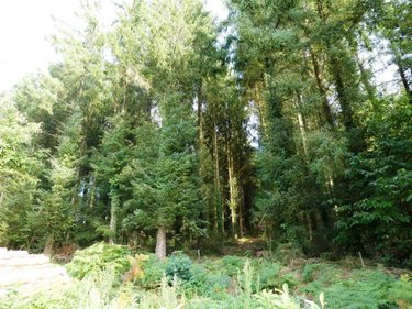 Terrains de loisirs bois etangs a vendre Melrand 56310 Morbihan 13280 m2  21320 euros