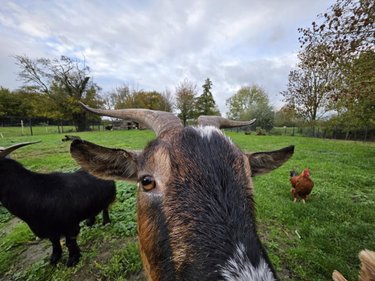 Maison a vendre Saint-Floris 62350 Pas-de-Calais 195 m2 8 pièces 422000 euros