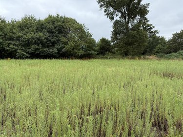 Terrain a batir a vendre Péaule 56130 Morbihan 430 m2  70250 euros