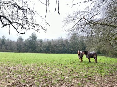 Maison a vendre Carentoir 56910 Morbihan 110 m2 5 pièces 259750 euros