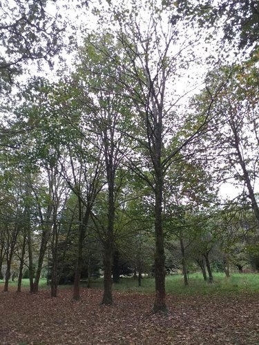 Maison a vendre Quimper 29000 Finistère 138 m2 5 pièces 470250 euros