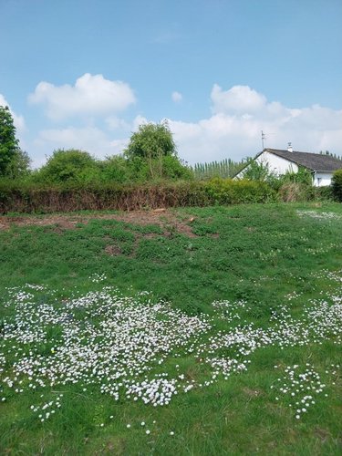 Terrain a batir a vendre Bajus 62150 Pas-de-Calais 919 m2  43000 euros