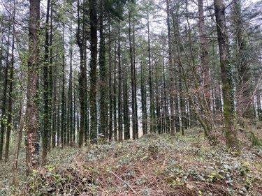 Terrains de loisirs bois etangs a vendre Champ-du-Boult 14380 Calvados 36976 m2  56710 euros