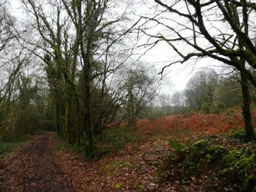 Terrains de loisirs bois etangs a vendre Saint-Tugdual 56540 Morbihan 13922 m2  10600 euros