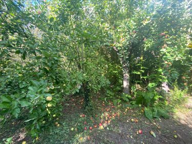 Terrains de loisirs bois etangs a vendre Mametz 62120 Pas-de-Calais 600 m2  17000 euros