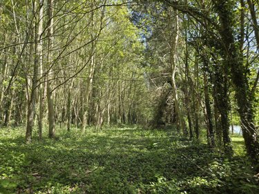 Terrains de loisirs bois etangs a vendre La Roche-Neuville 53200 Mayenne 31445 m2  95700 euros